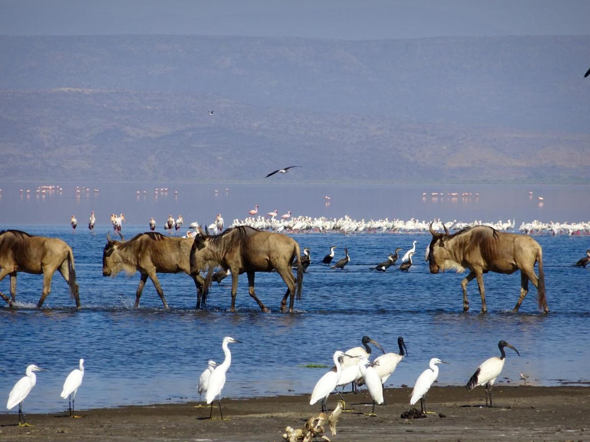 Africa Safari Lake Natron Mtowabaga Zewnętrze zdjęcie